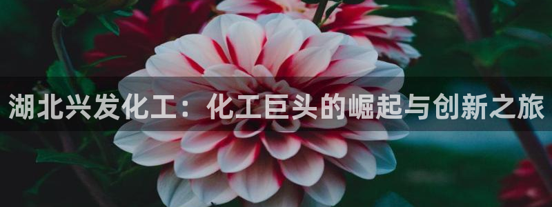球盟会官方登录平台入口