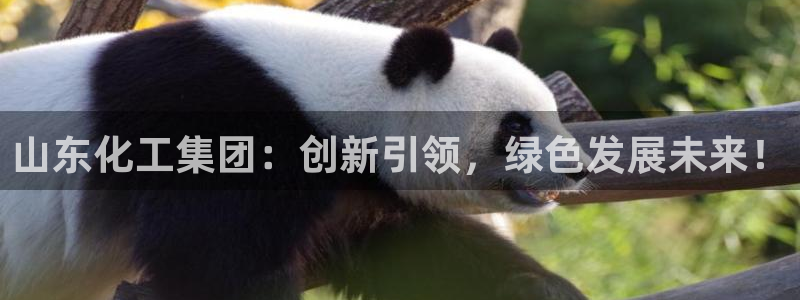 球盟会App：山东化工集团：创新引领，绿色发展未来！