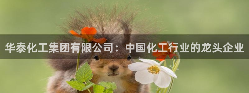 球盟会有限公司怎么样