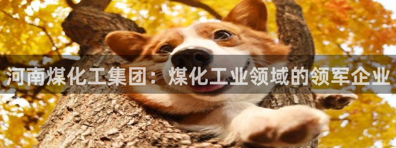 球盟会黑网：河南煤化工集团：煤化工业领域的领军企业
